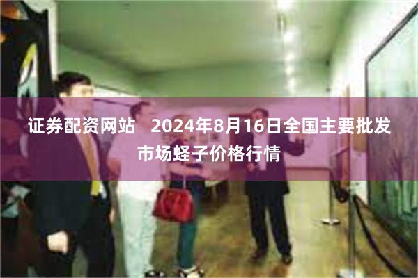 证券配资网站   2024年8月16日全国主要批发市场蛏子价格行情